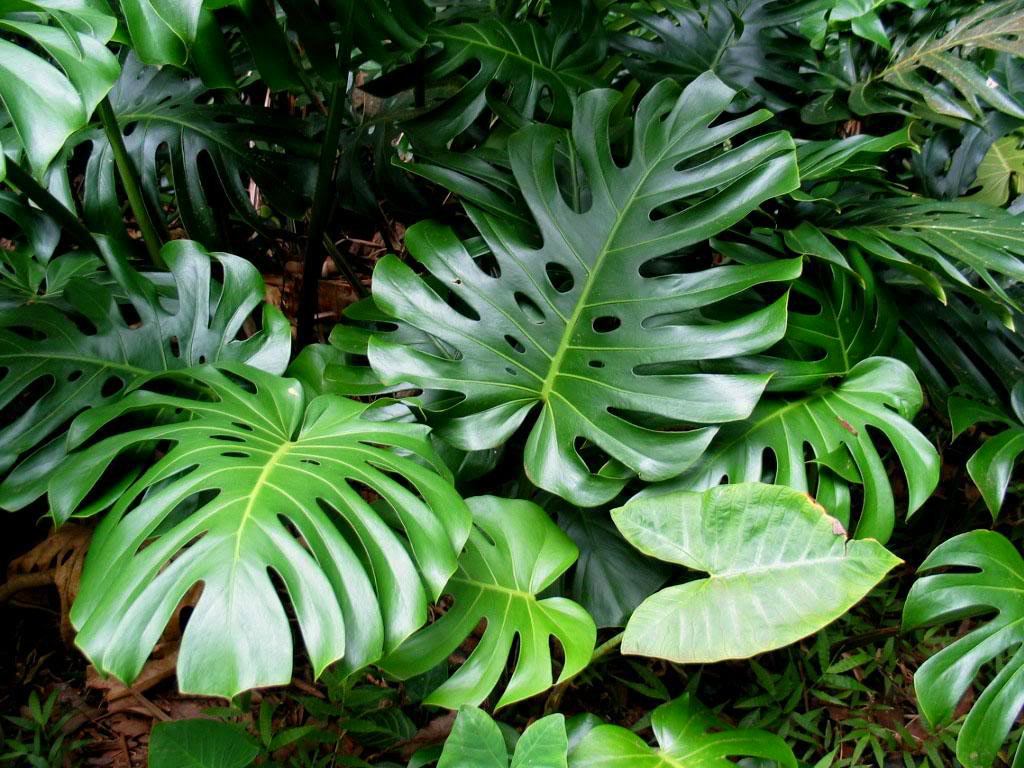 12 неприхотливых подвесных растений, которые освежат любой интерьер