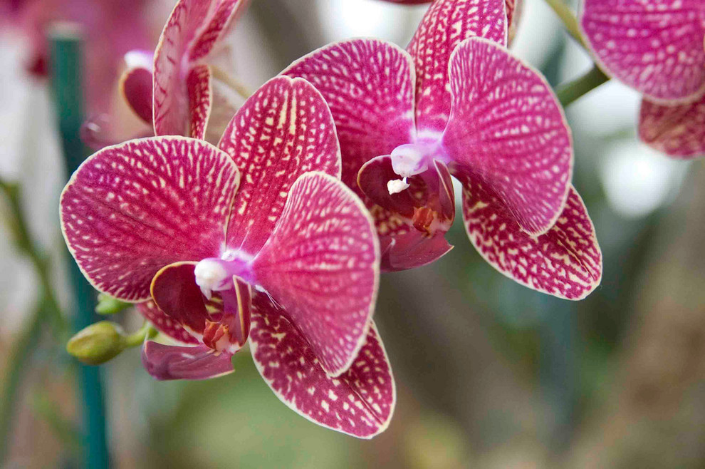 Как правильно ухаживать за орхидеями: ответы для «чайников»