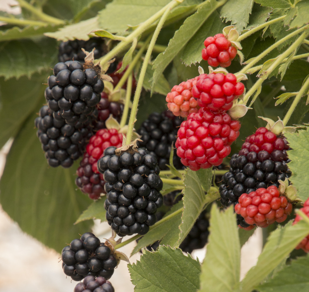 Сажаем плодовые кустарники осенью: 10 ягодных кустарников для дачи
