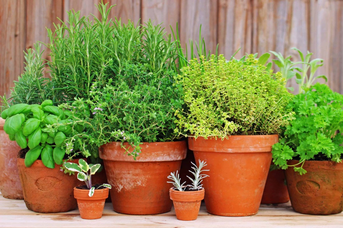 10 видов зелени для выращивания на балконе: домашний огород